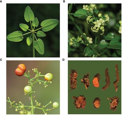 Effects of geographical, soil and climatic factors on the two marker secondary metabolites contents in the roots of Rubia cordifolia L.